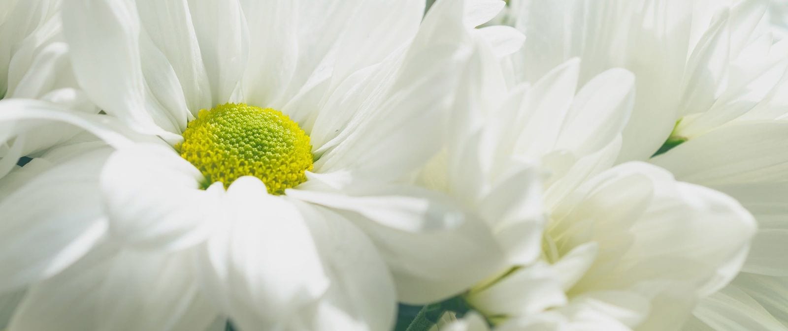 White chrysanthemum tribute flowers